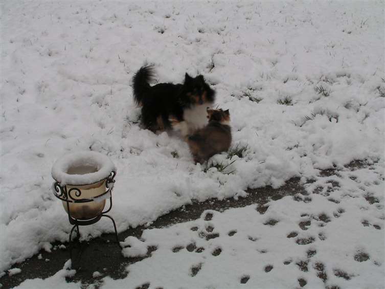 Playing in the snow.